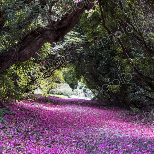 Landscape view with lush trees and bright pink blossoms covering a path. Landscape view with lush trees and bright pink blossoms covering a path.