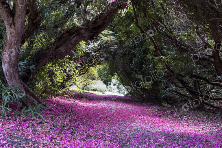 Landscape view with lush trees and bright pink blossoms covering a path.