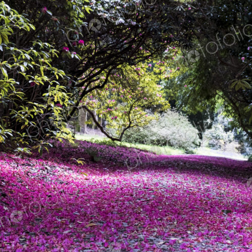 Landscape view with lush trees and bright pink blossoms covering a path. Landscape view with lush trees and bright pink blossoms covering a path.