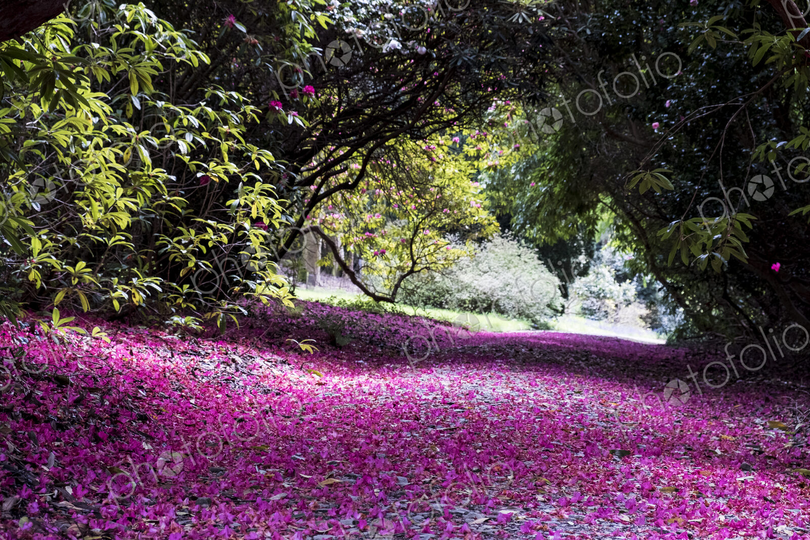 Landscape view with lush trees and bright pink blossoms covering a path.