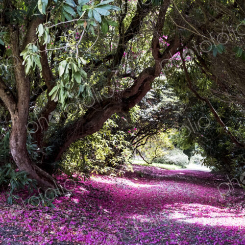 Landscape view with lush trees and bright pink blossoms covering a path. Landscape view with lush trees and bright pink blossoms covering a path.