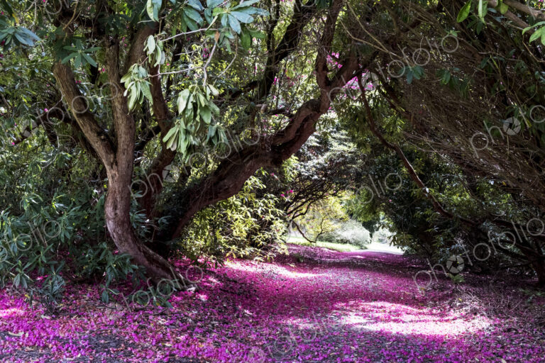 Landscape view with lush trees and bright pink blossoms covering a path.