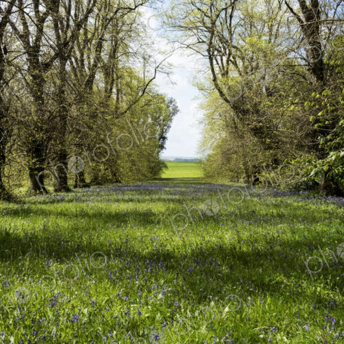 Landscape view with row of trees and carpet of blue wild flowers. Landscape view with row of trees and carpet of blue wild flowers.