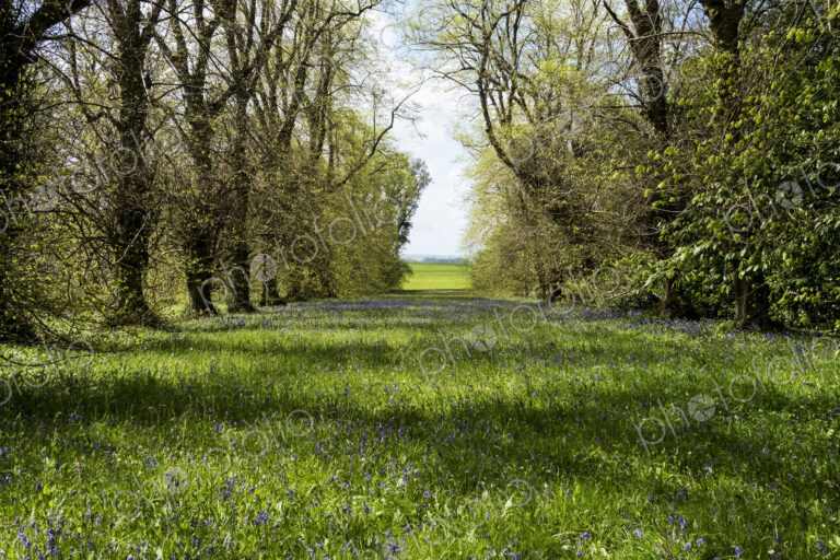 Landscape view with row of trees and carpet of blue wild flowers.