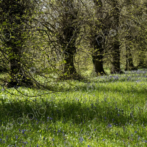 Landscape view with row of trees and carpet of blue wild flowers. Landscape view with row of trees and carpet of blue wild flowers.
