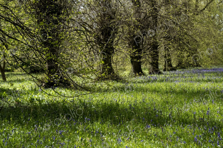 Landscape view with row of trees and carpet of blue wild flowers.
