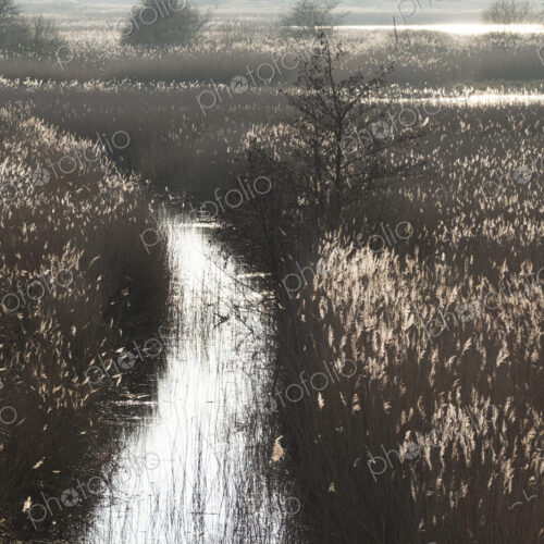 Landscape with a narrow stream lined by tall reeds. Landscape with a narrow stream lined by tall reeds.