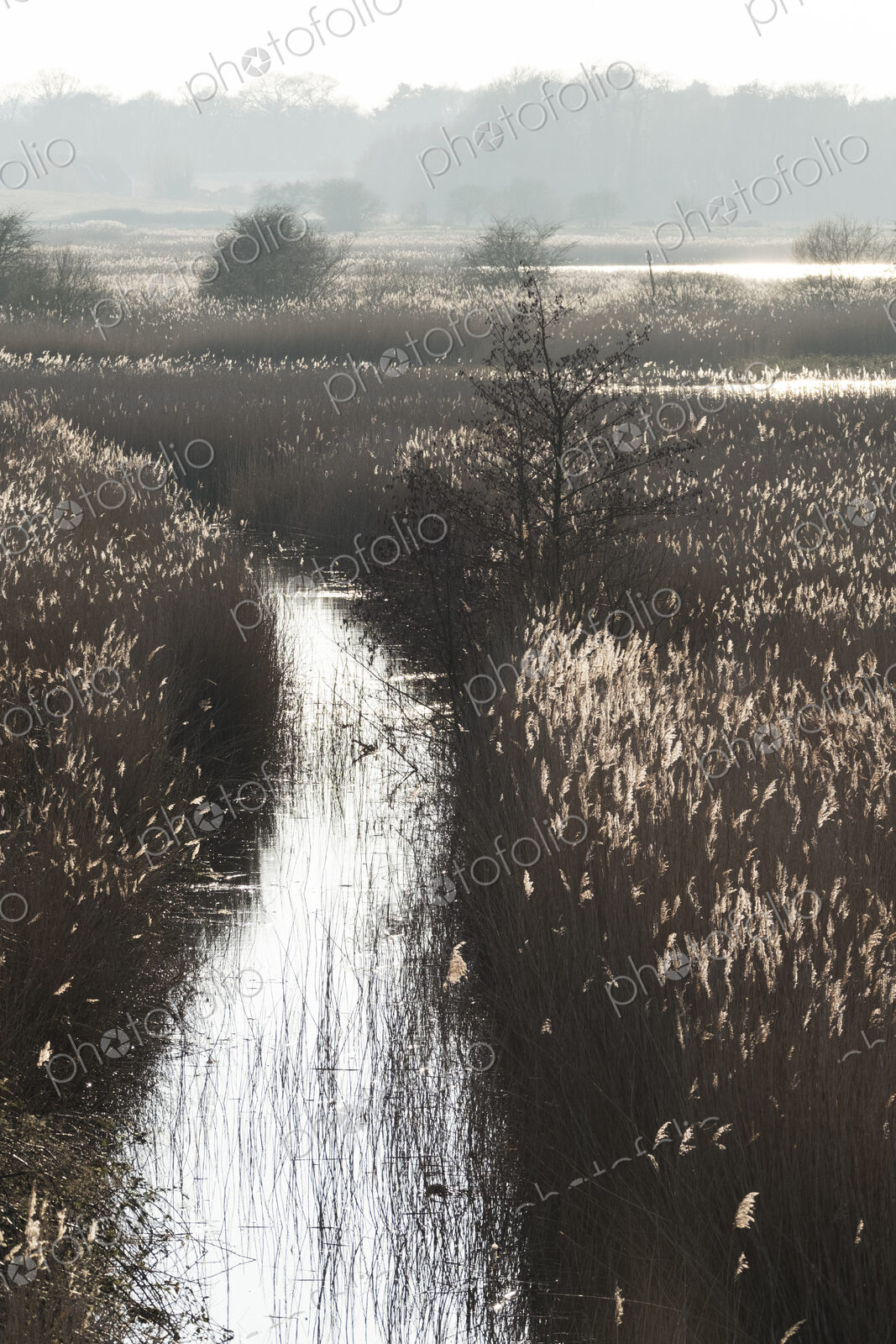 Landscape with a narrow stream lined by tall reeds.