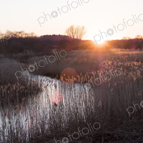 Landscape with small meandering river at sunset, sunlight filtering through reeds… Landscape with small meandering river at sunset, sunlight filtering through reeds…