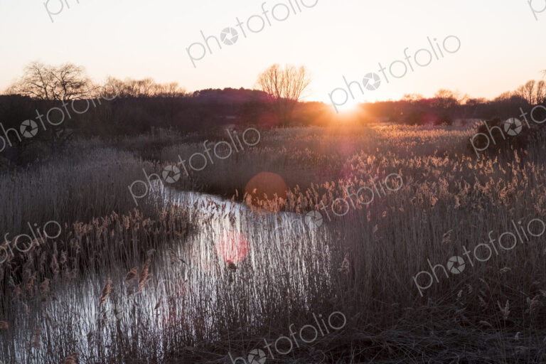 Landscape with small meandering river at sunset, sunlight filtering through reeds…