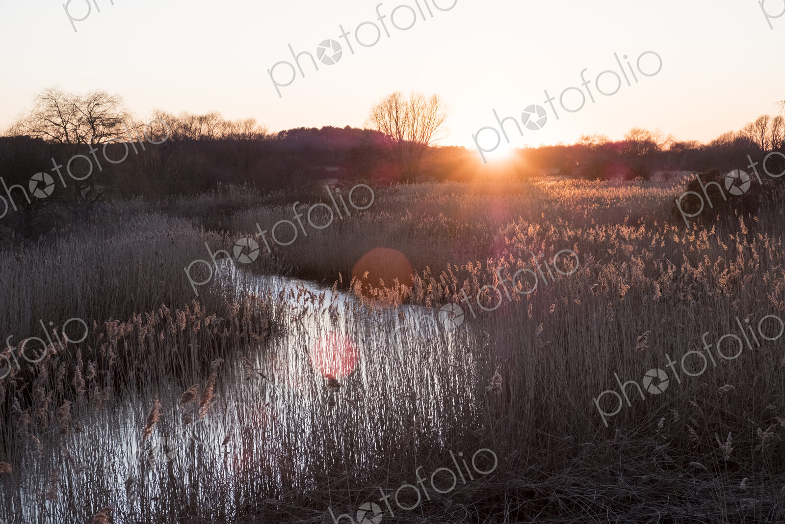 Landscape with small meandering river at sunset, sunlight filtering through reeds…