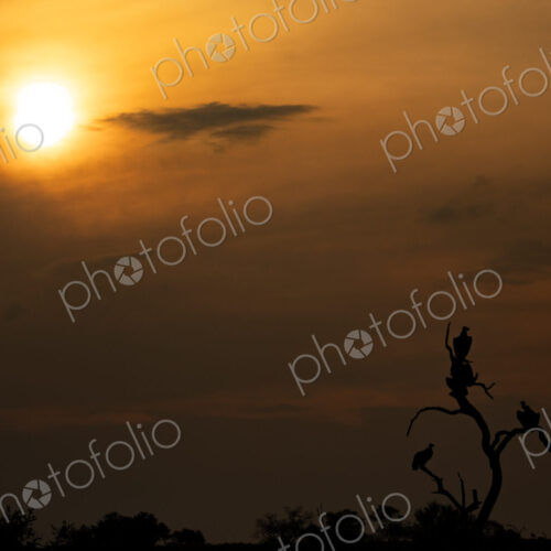 Lappet-Faced Vulture, Torgos tracheliotos, silhouette at sunset. Lappet-Faced Vulture, Torgos tracheliotos, silhouette at sunset.