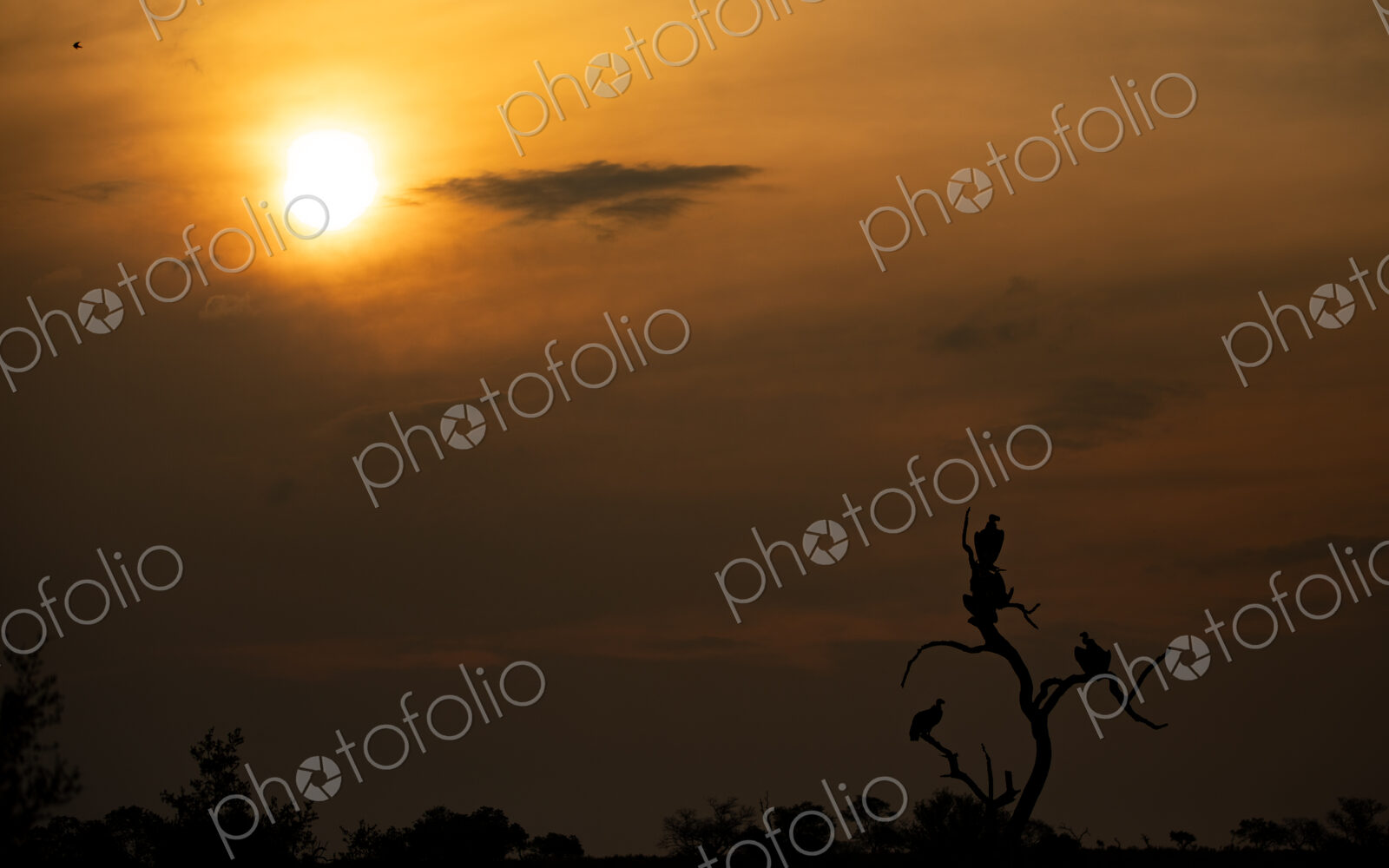 Lappet-Faced Vulture, Torgos tracheliotos, silhouette at sunset.