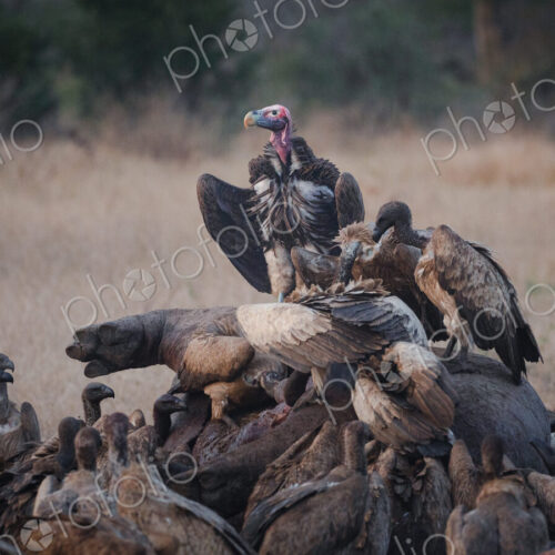 Lappet-faced vultures, Torgos tracheliotos, crowded together on a buffalo carcass.