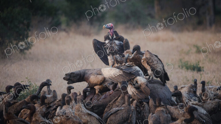 Lappet-faced vultures, Torgos tracheliotos, crowded together on a buffalo carcass.