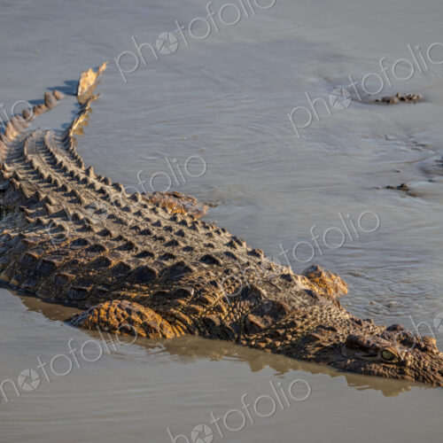 Large Crocodile, Crocodylus niloticus, submerged in water.