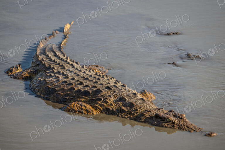 Large Crocodile, Crocodylus niloticus, submerged in water.
