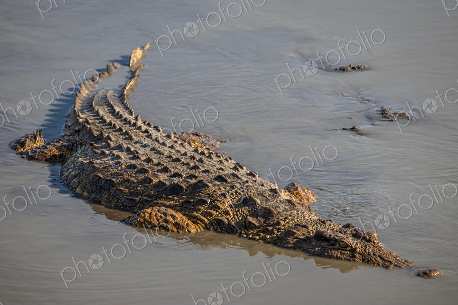 Large Crocodile, Crocodylus niloticus, submerged in water.