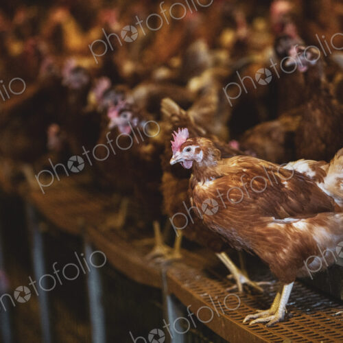 Large flock of brown hens in a chicken barn at a farm.