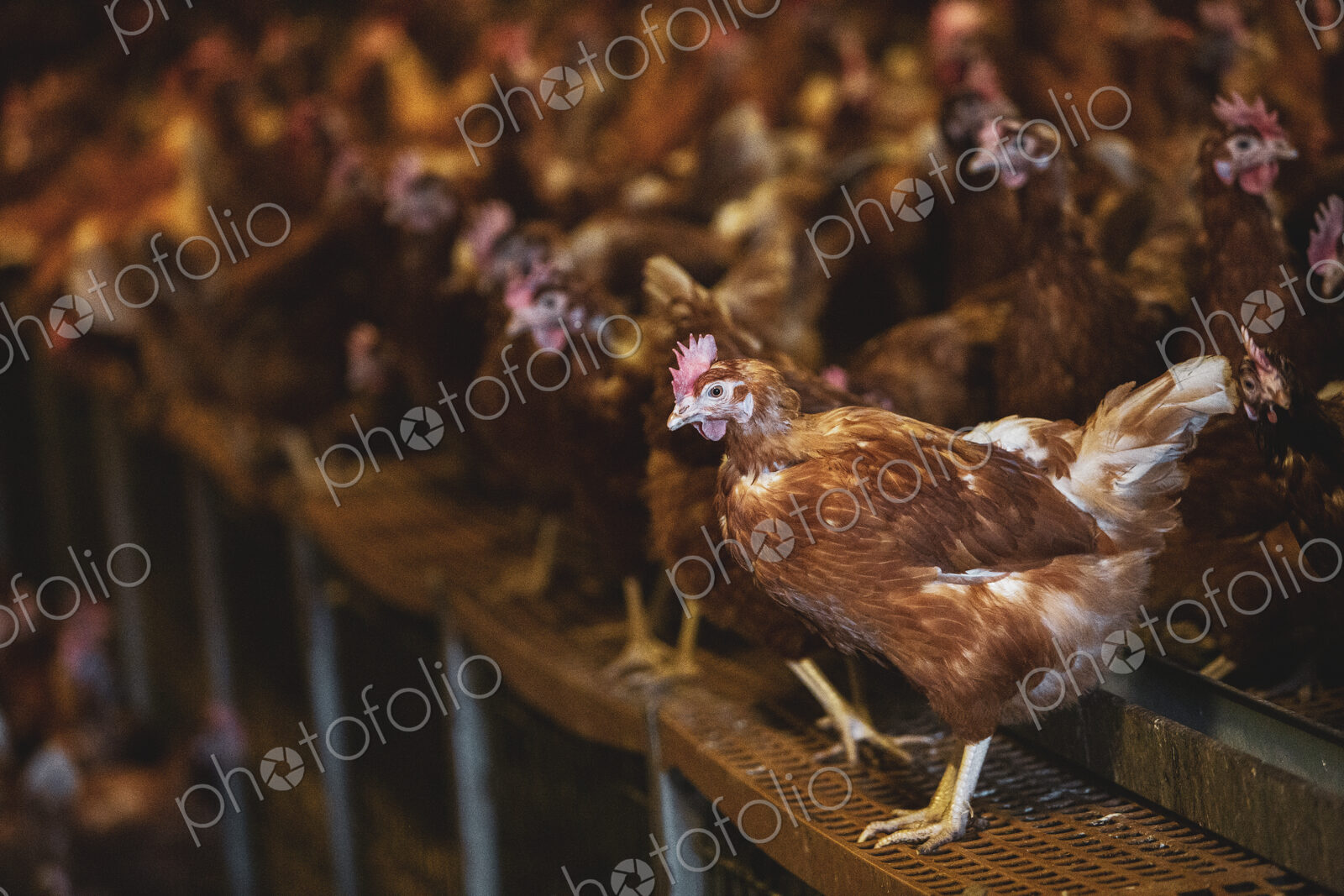 Large flock of brown hens in a chicken barn at a farm.