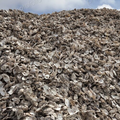 Large mound of empty oyster shells piled high outside a seafood processing facility in…