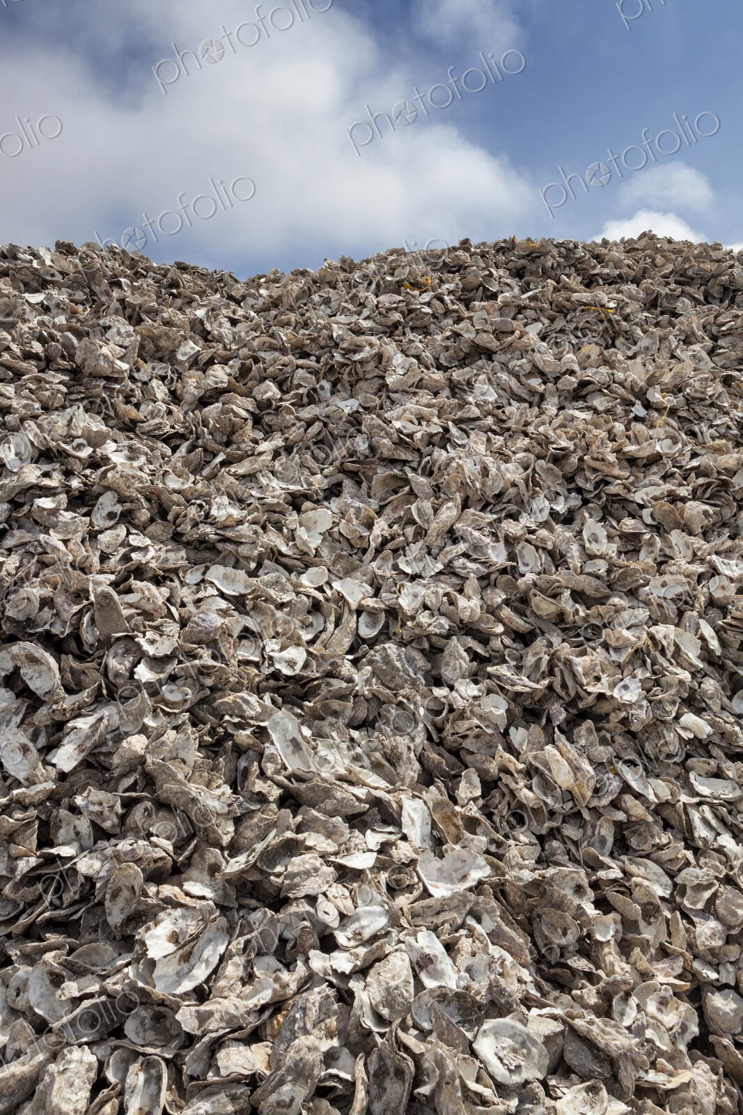 Large mound of empty oyster shells piled high outside a seafood processing facility in…