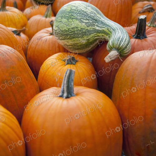 Large ripe orange pumpkins and squashes, winter produce Large ripe orange pumpkins and squashes, winter produce