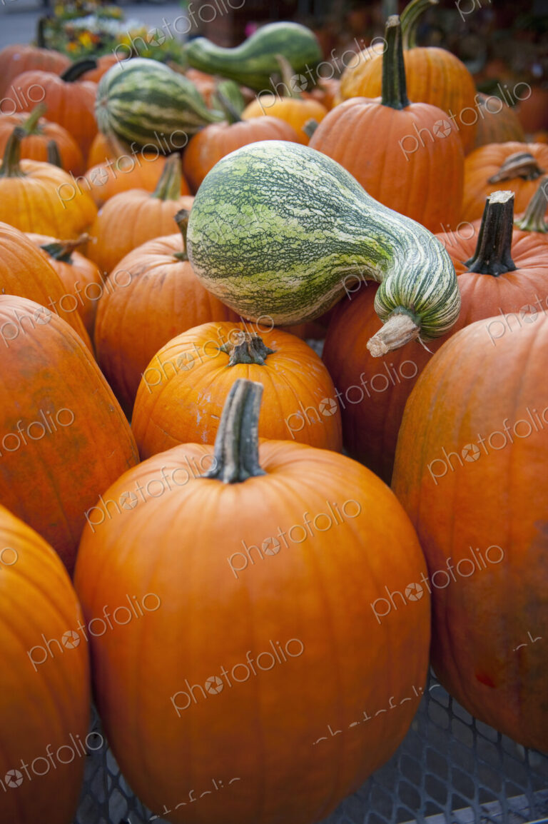 Large ripe orange pumpkins and squashes, winter produce