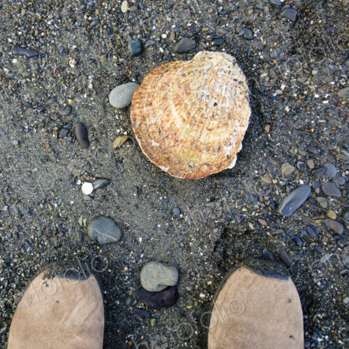 Large scallop on beach, Strait of Juan de Fuca, Port Angeles, WA USA Large scallop on beach, Strait of Juan de Fuca, Port Angeles, WA USA