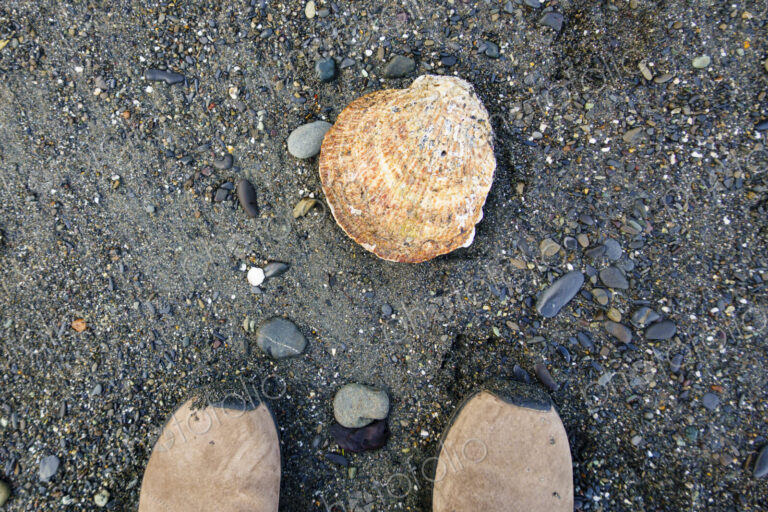 Large scallop on beach, Strait of Juan de Fuca, Port Angeles, WA USA
