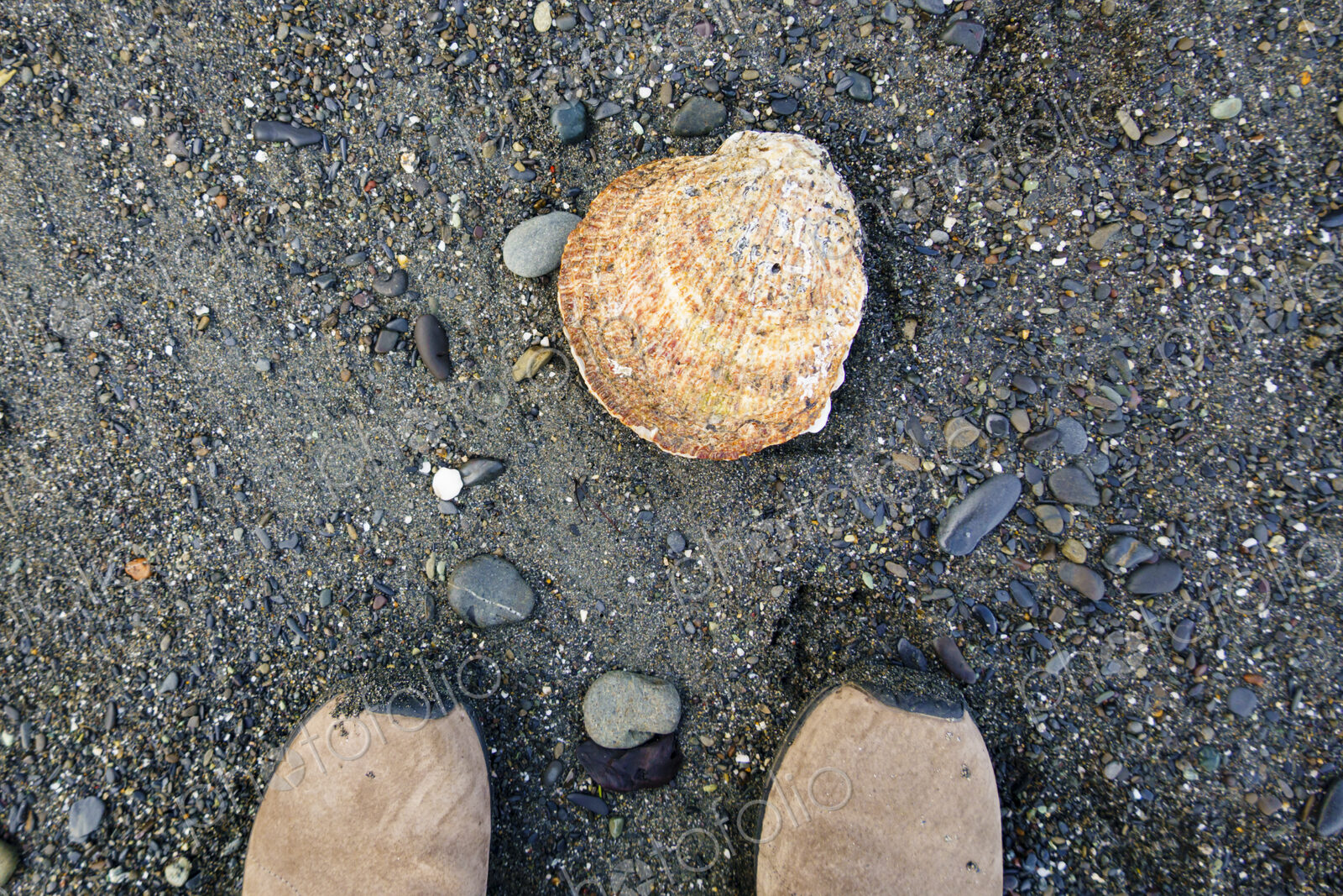 Large scallop on beach, Strait of Juan de Fuca, Port Angeles, WA USA