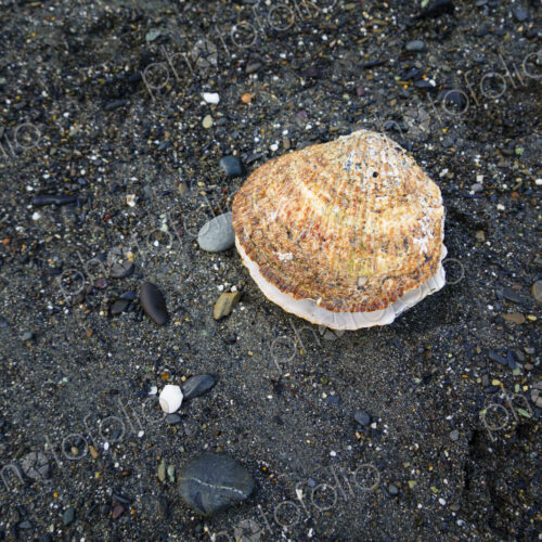 Large scallop on beach, Strait of Juan de Fuca, Port Angeles, WA USA Large scallop on beach, Strait of Juan de Fuca, Port Angeles, WA USA