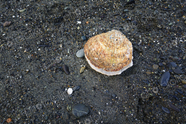 Large scallop on beach, Strait of Juan de Fuca, Port Angeles, WA USA