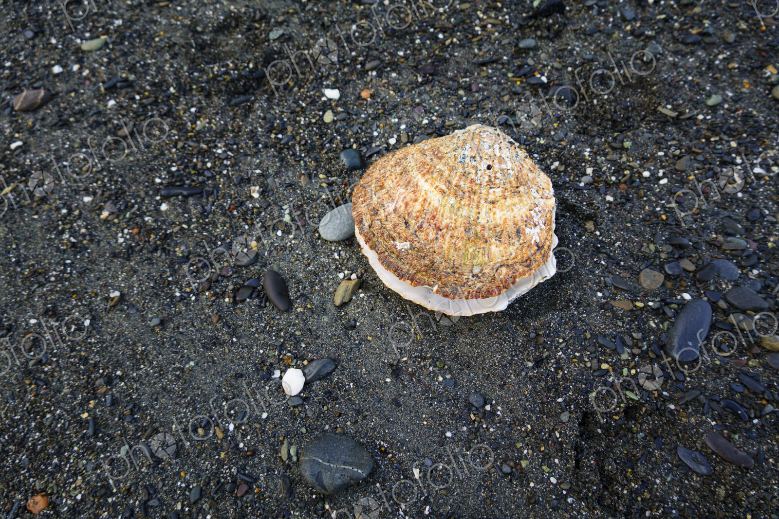 Large scallop on beach, Strait of Juan de Fuca, Port Angeles, WA USA