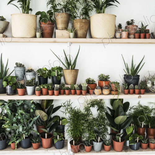 Large selection of plants in flowerpots on shelves in a plant shop. Large selection of plants in flowerpots on shelves in a plant shop.