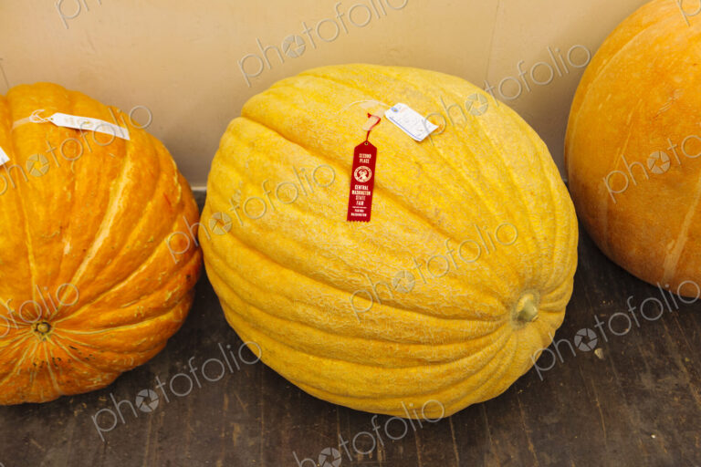 Largest Pumpkin competition, Central Washington State Fair, Yakima, WA USA