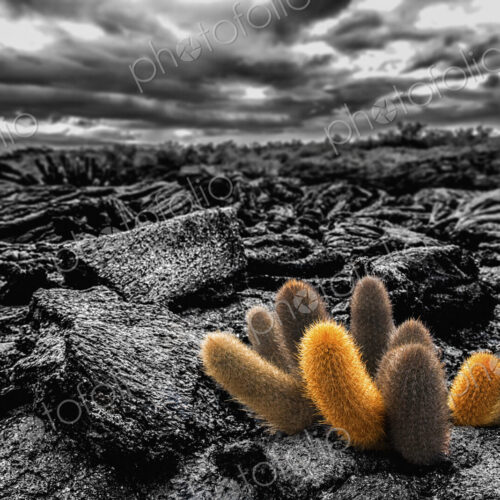 Lava cactus plants, Brachycereus spp, growing in the lava fields of Fernandina island. Lava cactus plants, Brachycereus spp, growing in the lava fields of Fernandina island.