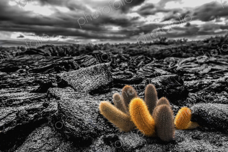 Lava cactus plants, Brachycereus spp, growing in the lava fields of Fernandina island.