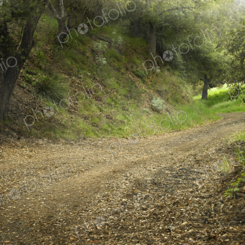 Leaf Covered Dirt Road