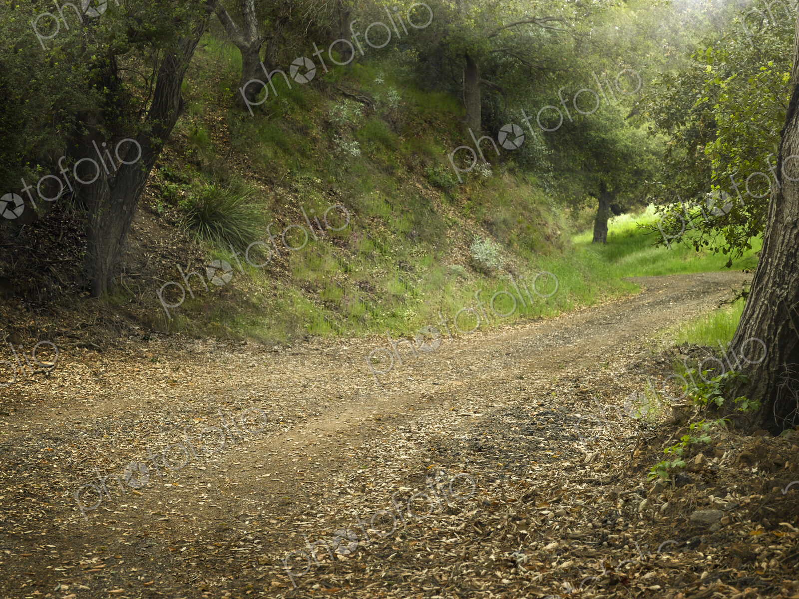 Leaf Covered Dirt Road