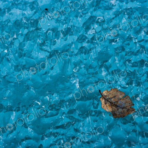 Leaf on ice, Arctic National Wildlife Refuge, Alaska, USA