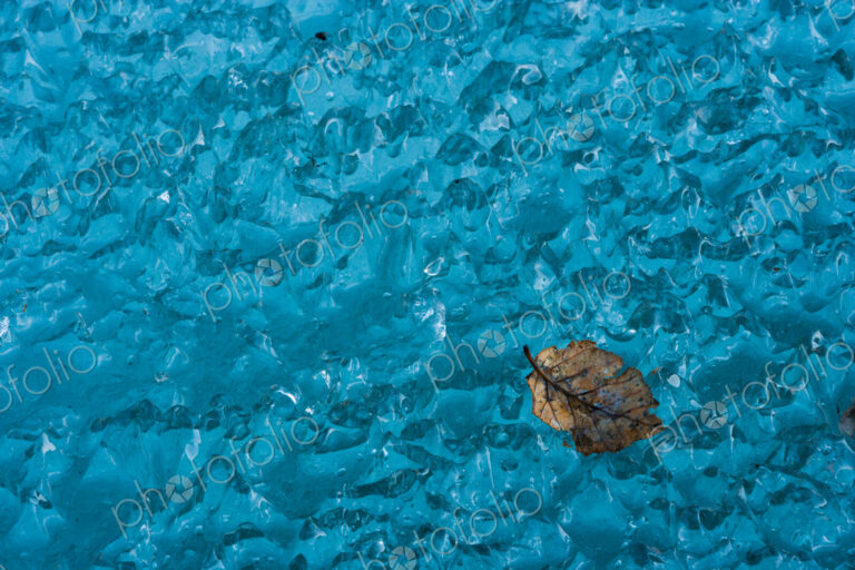 Leaf on ice, Arctic National Wildlife Refuge, Alaska, USA