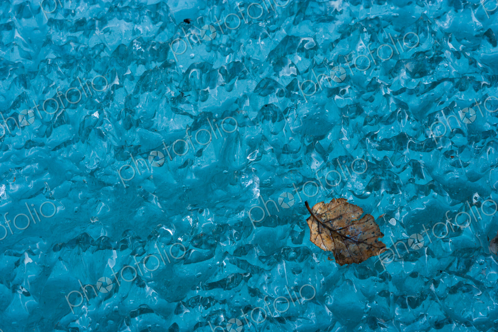 Leaf on ice, Arctic National Wildlife Refuge, Alaska, USA