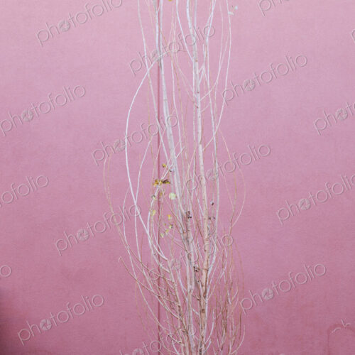 Leafless Tree With Pink Planter Grating Leafless Tree With Pink Planter Grating