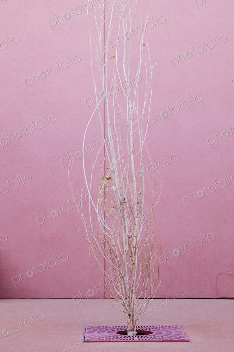 Leafless Tree With Pink Planter Grating