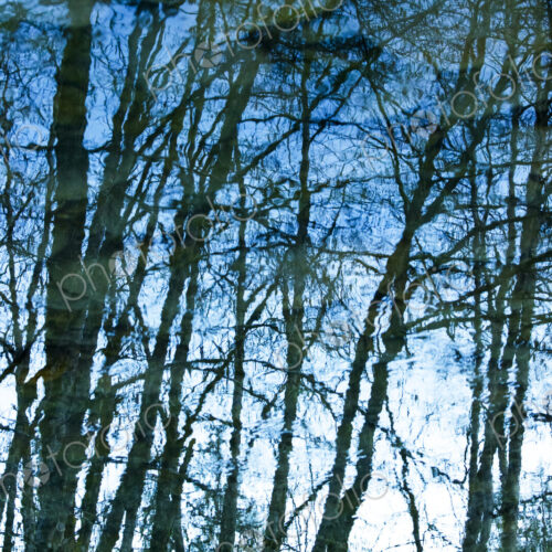 Leafless trees in winter, bare branches reflected on the Elwha River water surface.