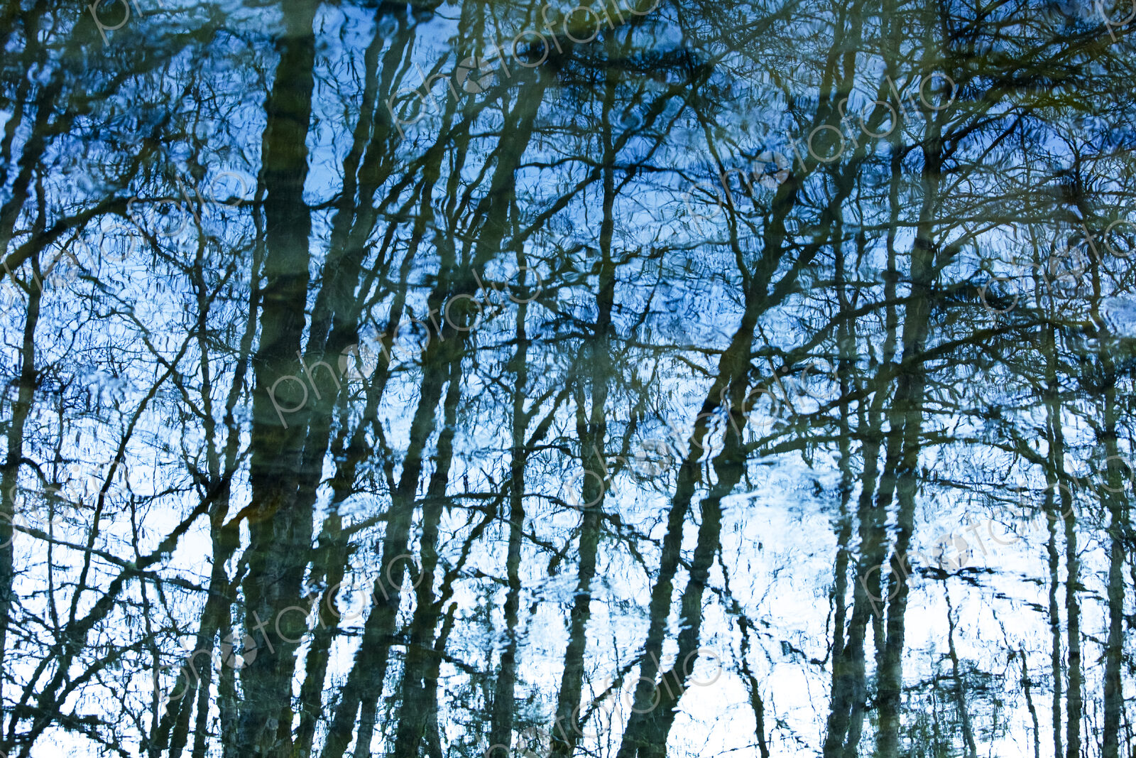 Leafless trees in winter, bare branches reflected on the Elwha River water surface.