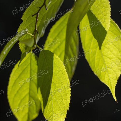 Leaves of Gutta-Percha tree (Eucommia ulmoides), Washington Park Aboretum, Seattle,… Leaves of Gutta-Percha tree (Eucommia ulmoides), Washington Park Aboretum, Seattle,…