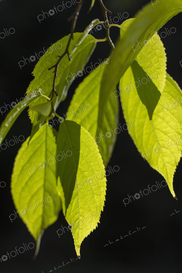 Leaves of Gutta-Percha tree (Eucommia ulmoides), Washington Park Aboretum, Seattle,…