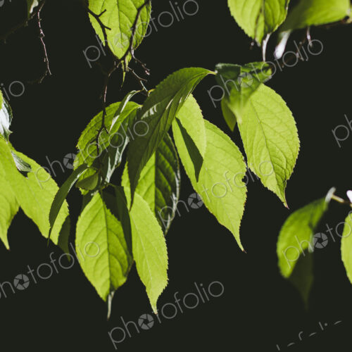 Leaves of Gutta-Percha tree (Eucommia ulmoides), Washington Park Aboretum, Seattle,… Leaves of Gutta-Percha tree (Eucommia ulmoides), Washington Park Aboretum, Seattle,…